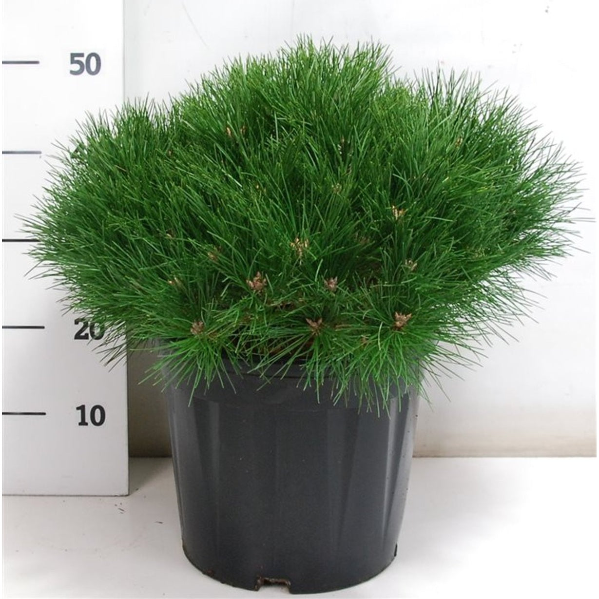 Svarttall – Pinus nigra 'Marie Bregeon' - C13 40-50 cm.